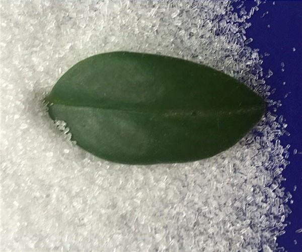 為什么硫酸鎂價(jià)格會(huì)有差別呢？